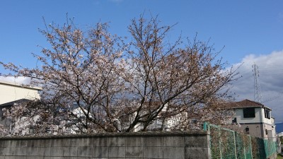 2020.03.29■桜-1.jpg