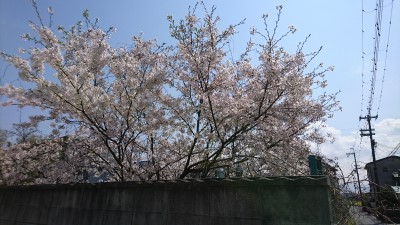 2020.04.04■桜-1.jpg