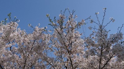 2020.04.04■桜-2.jpg