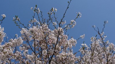 2020.04.04■桜-3.jpg