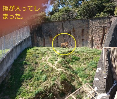 みさき公園■ライオン-2.jpg
